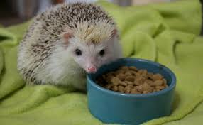 Hedgehogs cat food dishes