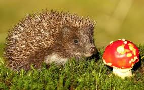 behaviors of hedgehogs