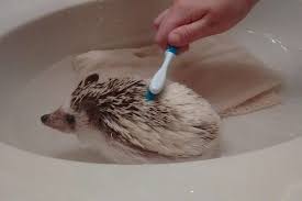 hedgehog bathtime