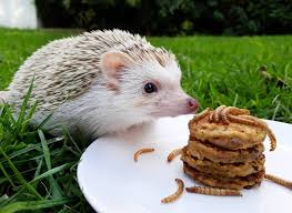 hedgehog with dry mealworms