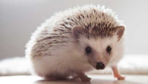 hedgehogs