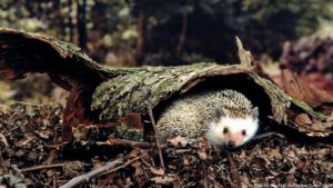 hedgehog burrows
