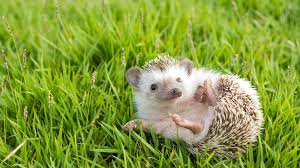 playful hedgehogs