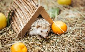 hedgehog burrow