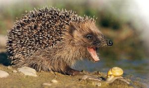 wild hedgehog